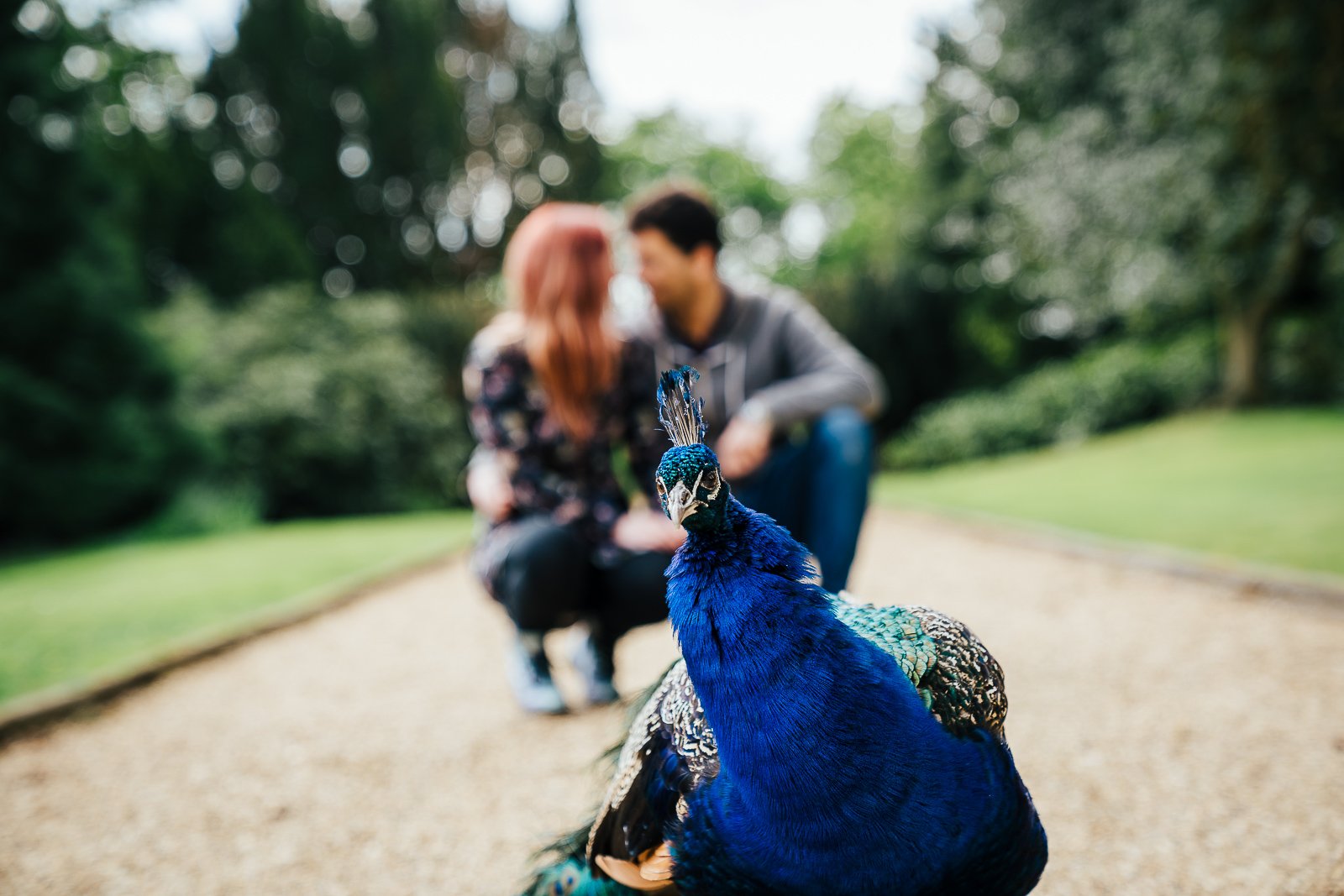 Peacock photobombing engagement shoot with couple in background