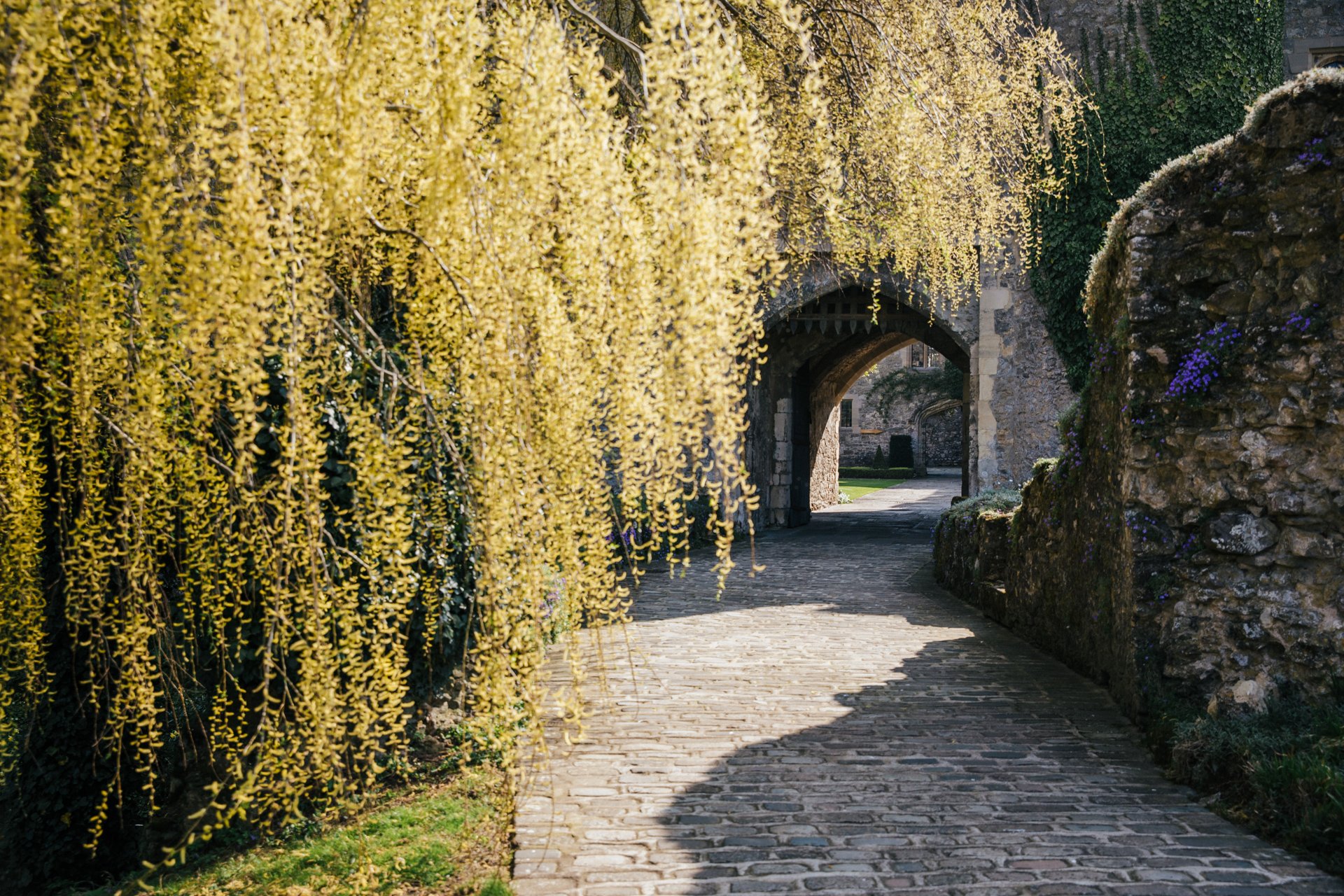 A weeping willow bathed in sunlight in front of the gate of Allington Castle, Kent Wedding Venue